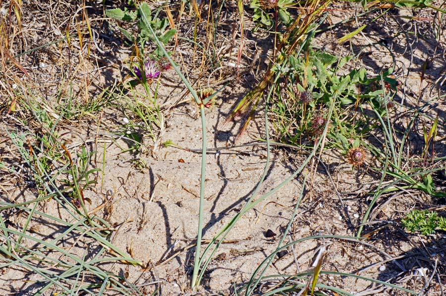 Cyperus capitatus / Zigolo delle spiagge